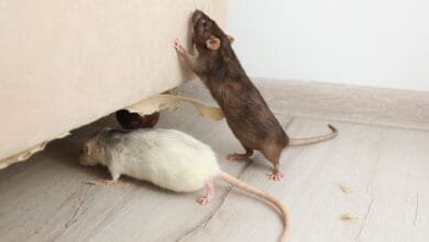 Mouse Control Solutions