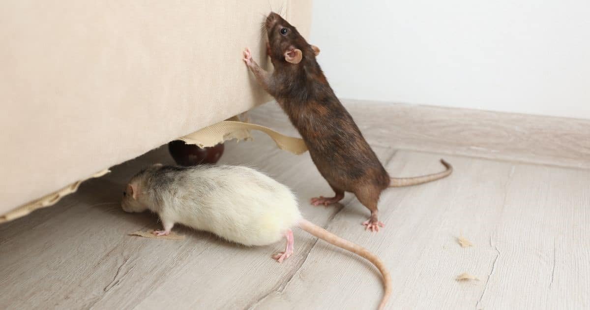 Mouse Control Solutions